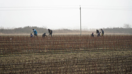 Дагестан расширяет площади плодовых садов