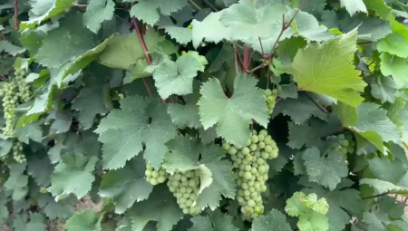 Количество собственных саженцев винограда в Дагестане выросло на 39%